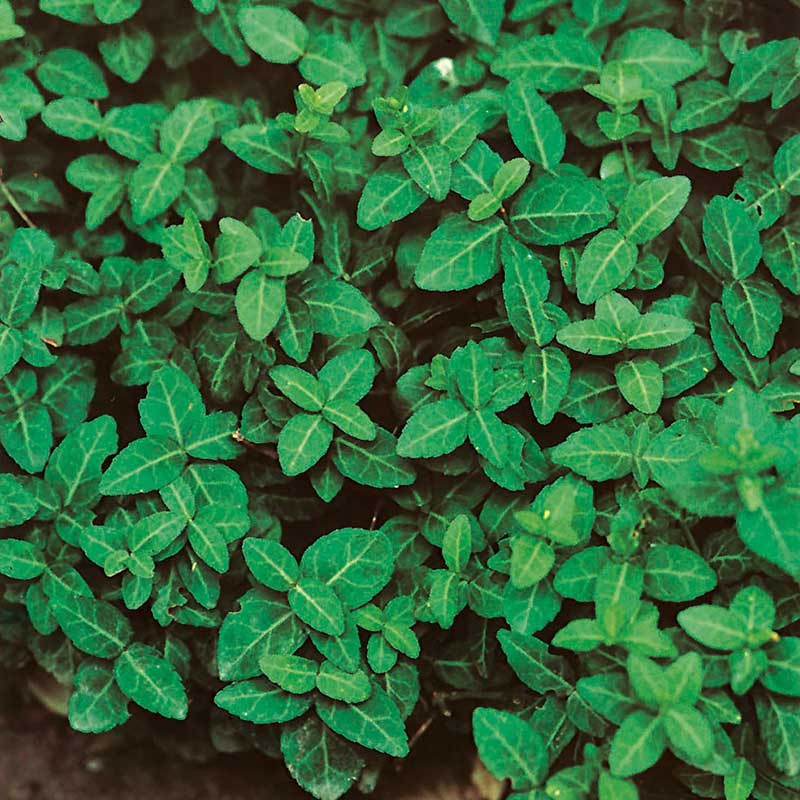 Klätterbenved 'Radicans' 10-pack