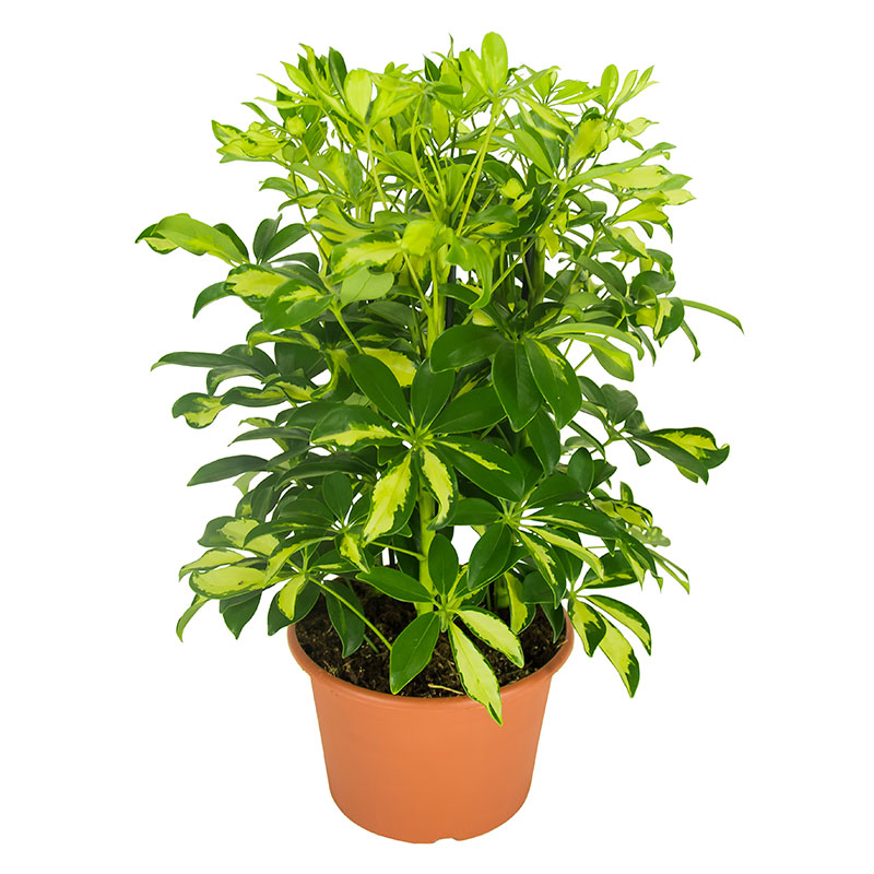 Paraplyaralia 'Gerda'