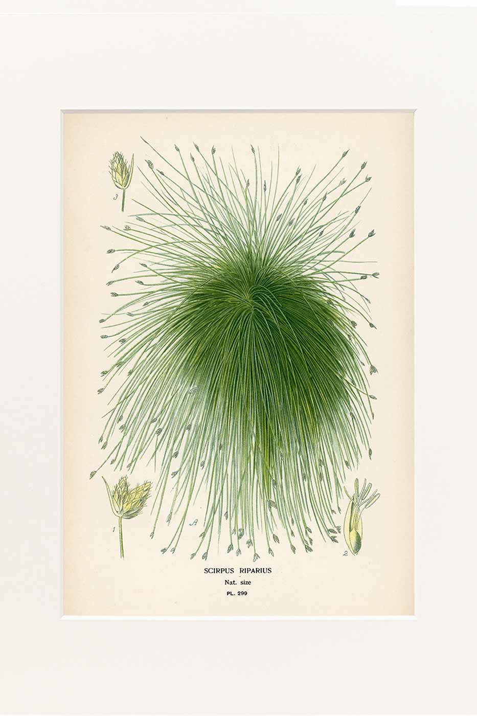 Print Scirpus 40x50 cm
