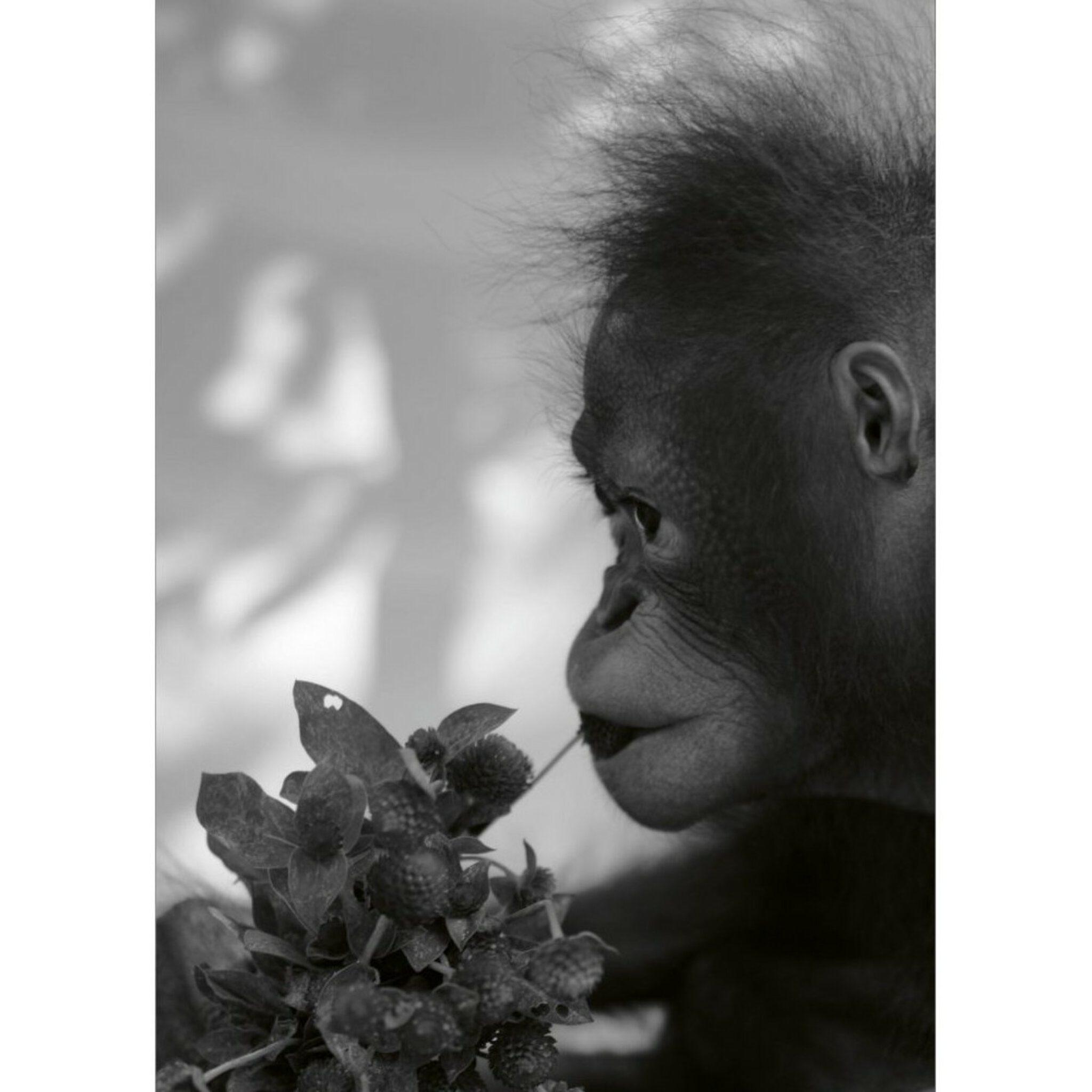 Orangutan And Flower Poster