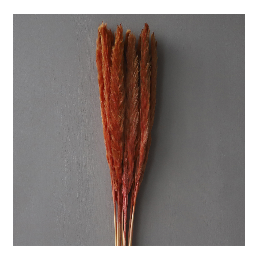 Cooee - Torkad Pampas Rödbrun