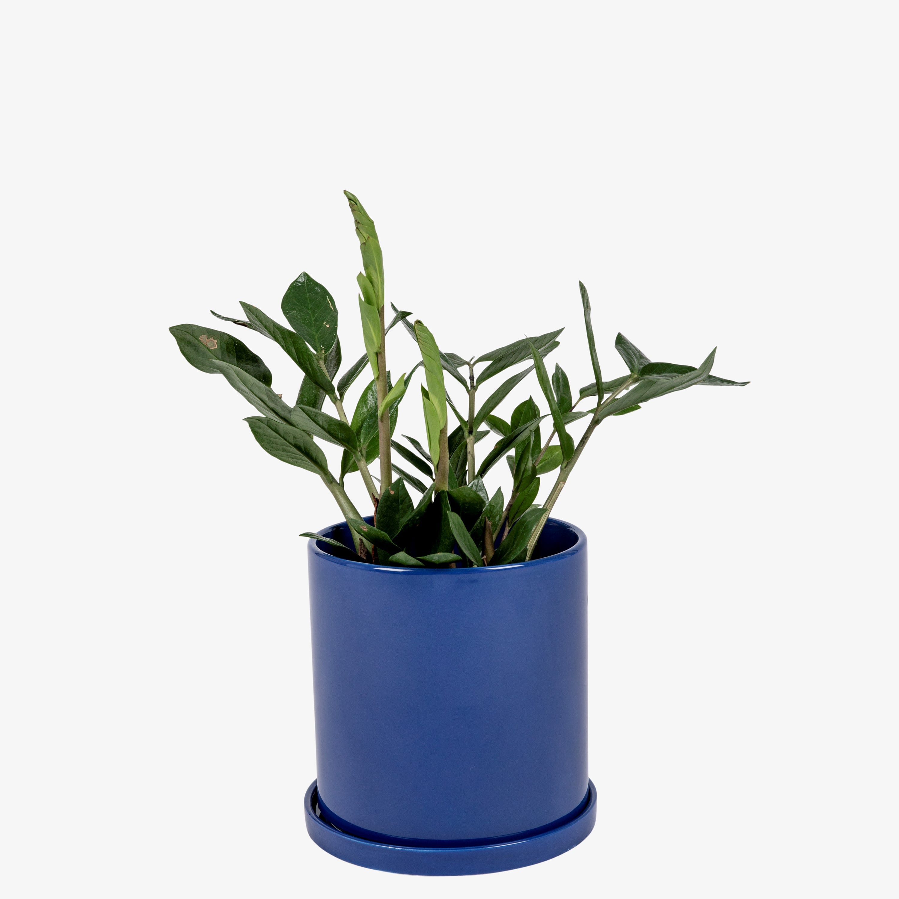 Kruka med Fat 21cm Indigo