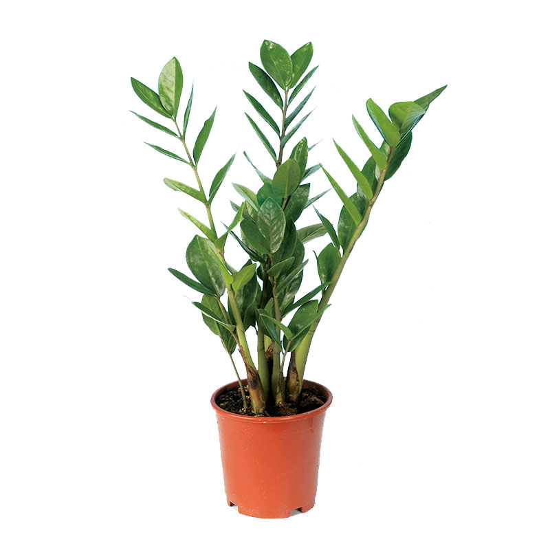 Zamiakalla, garderobsblomma