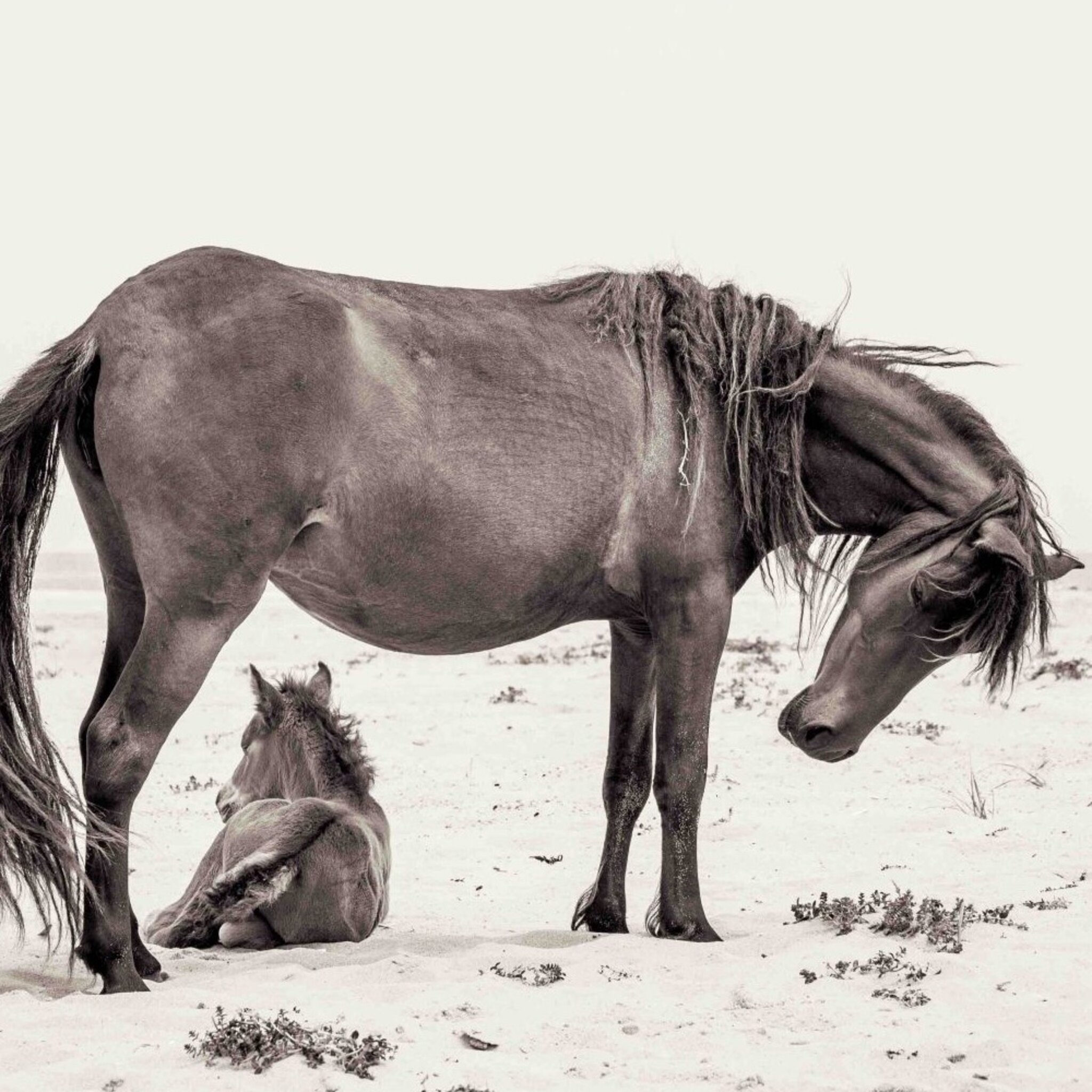 Wild horse with foal Poster