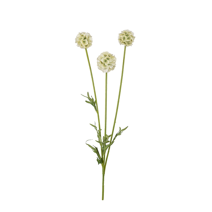Konstväxt Scabiosa 60 cm vit
