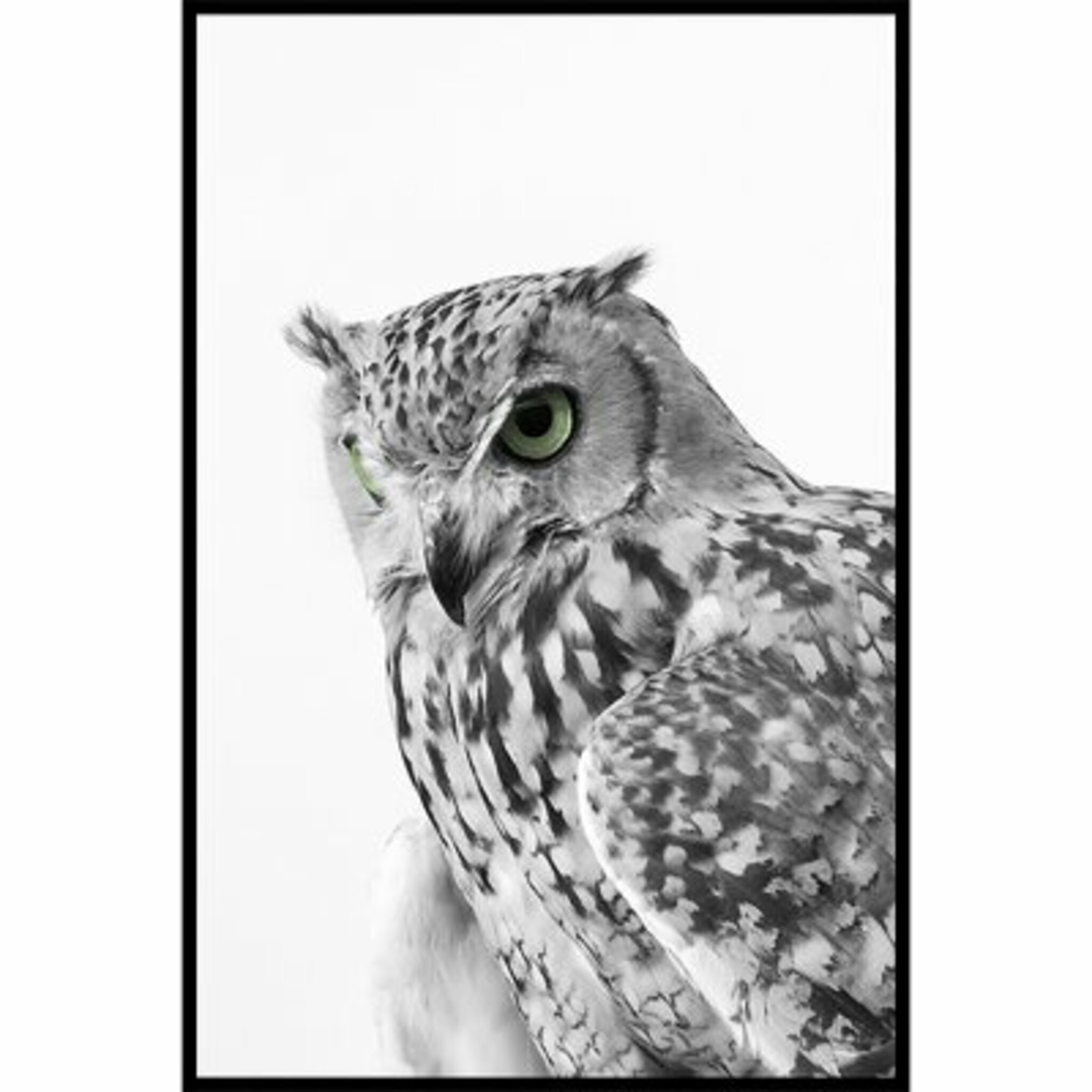 Owl Poster