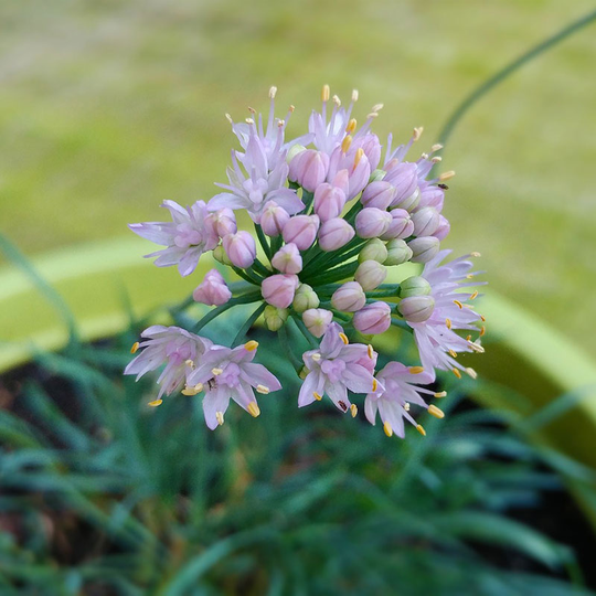 Prärielök, Allium cernuum 'Hidcote'