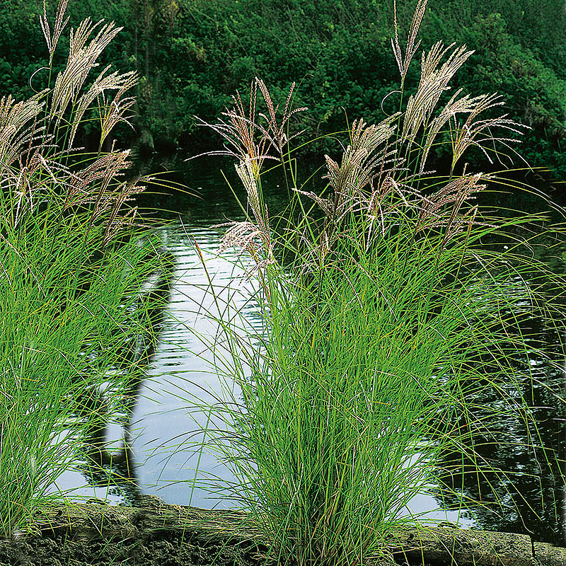 Glansmiskantus 'Kleine Silberspinne'