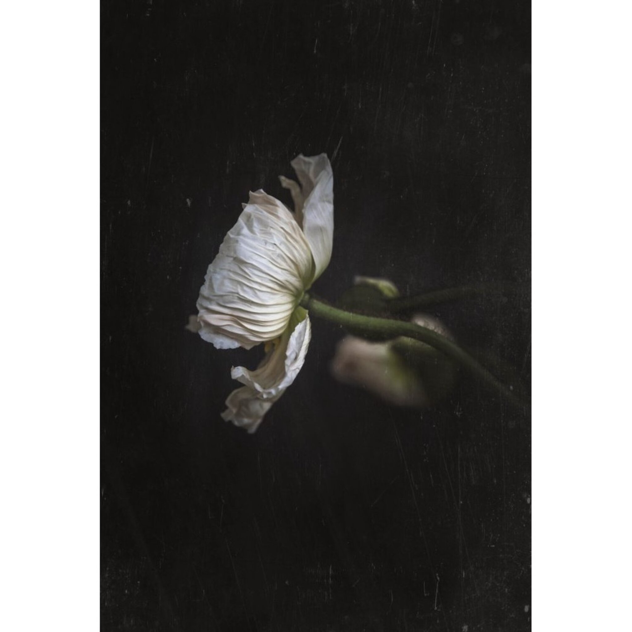 In dark stillness – Poppy flower Poster