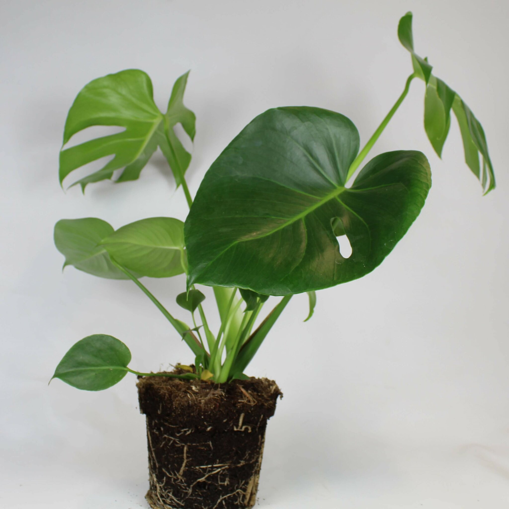 Monstera Deliciosa