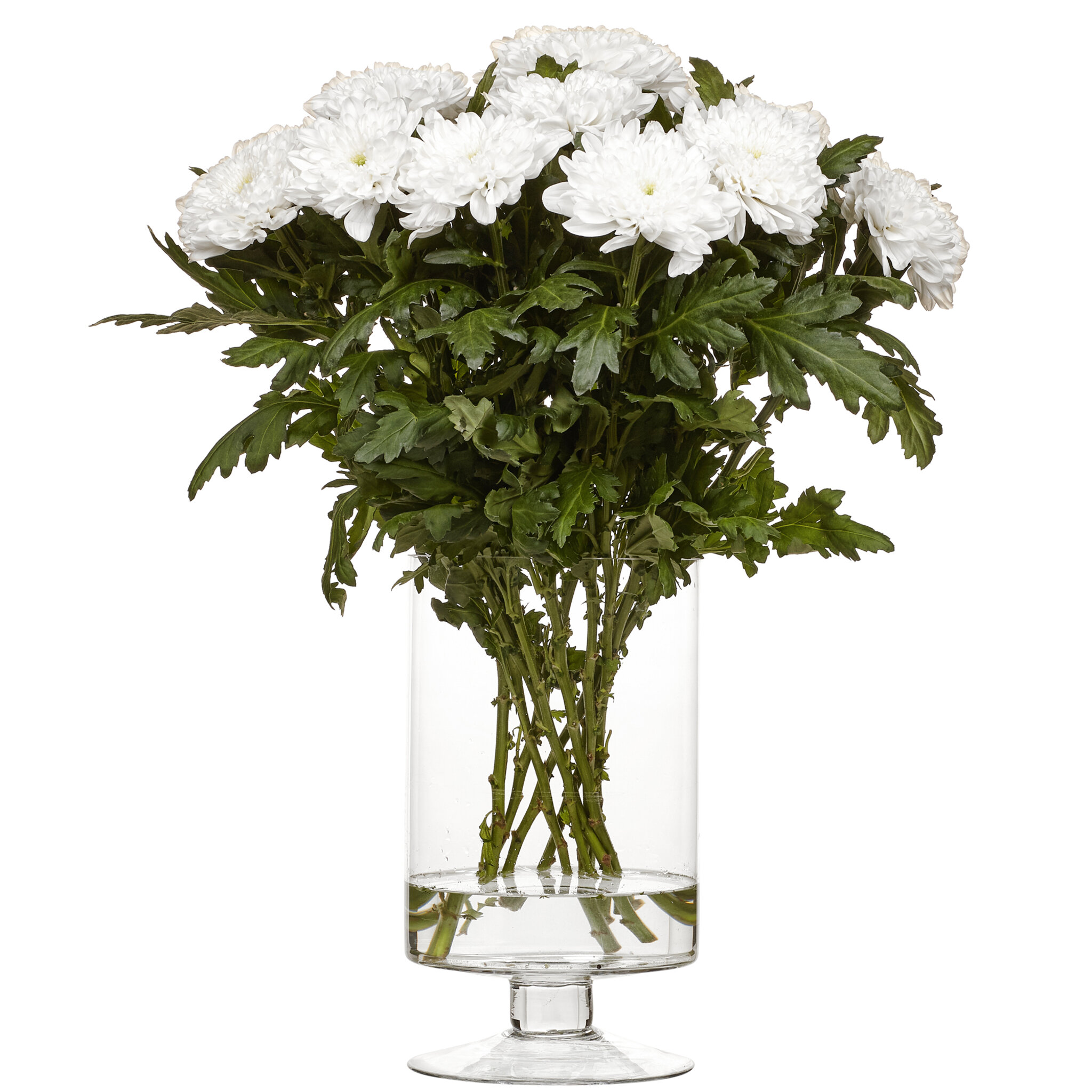Krysantemum Vit