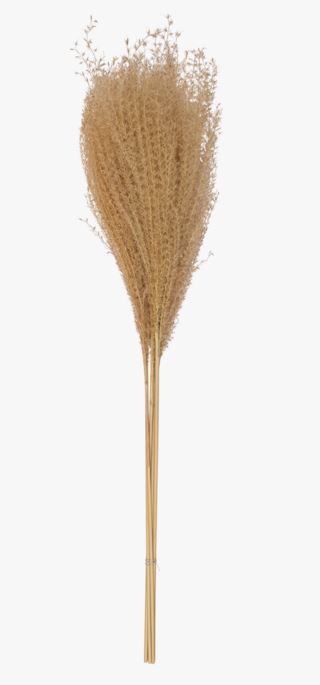 Mini pampas 6 pk halm mörk sand