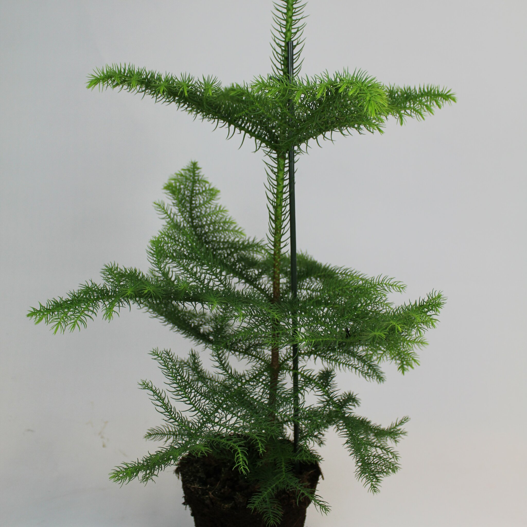 Rumsgran 70 cm
