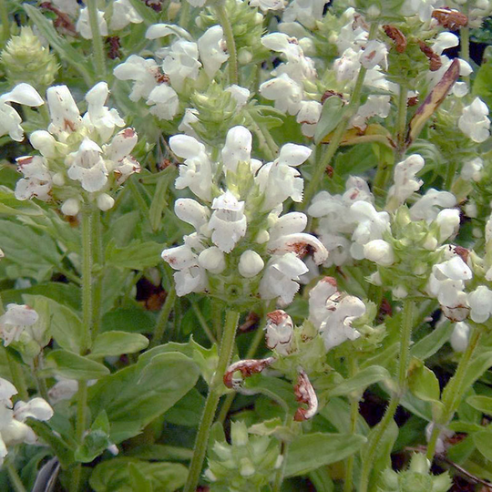 Praktbrunört 'Alba'