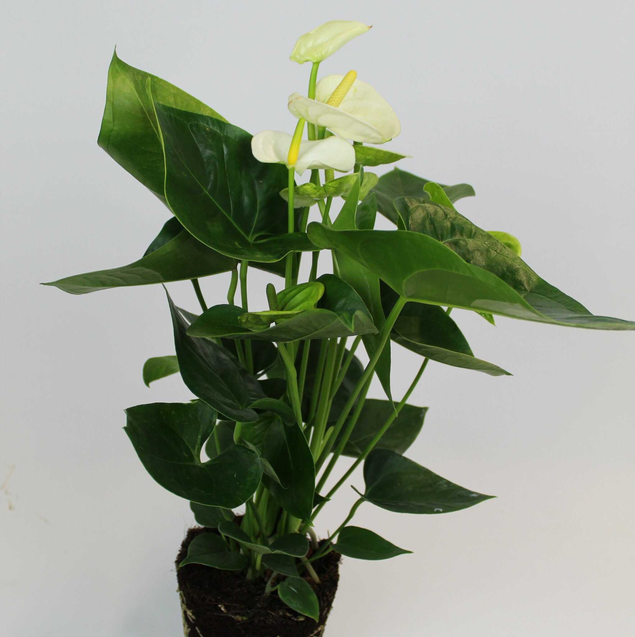 Anthurium vit