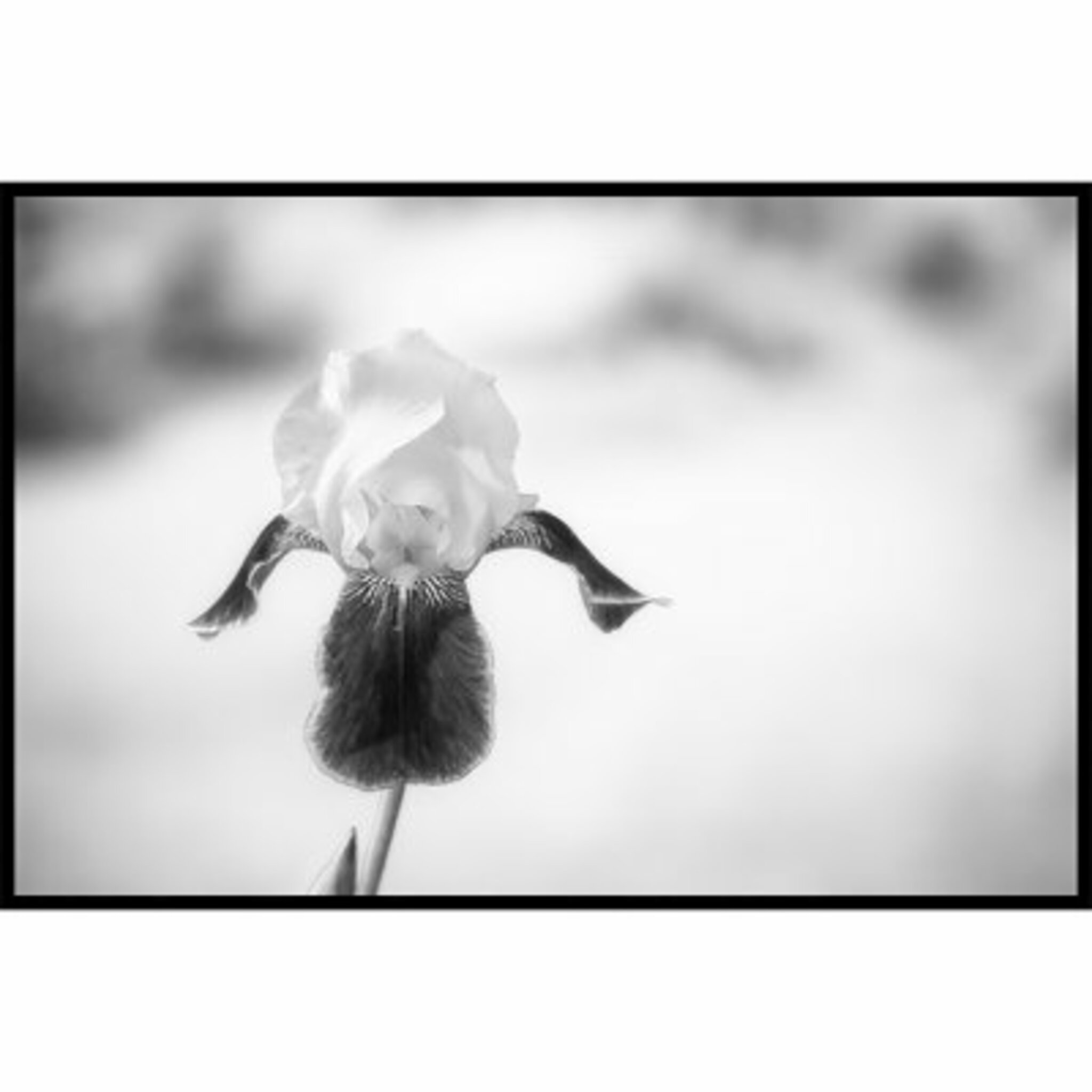 B&w Bloom Poster