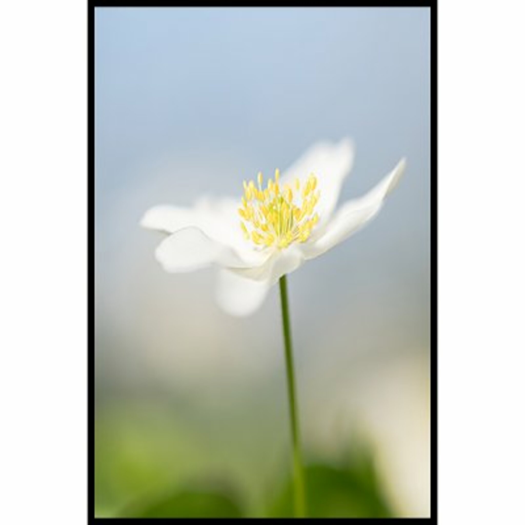 Anemone Nemorosa Poster