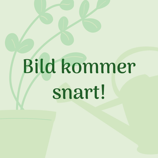Fingerborgsblomma 'Gloxiniiflora'