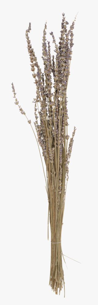 Lavender halm lavendel
