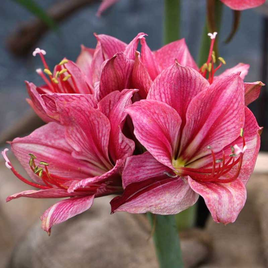 Amaryllis 'Gervase'