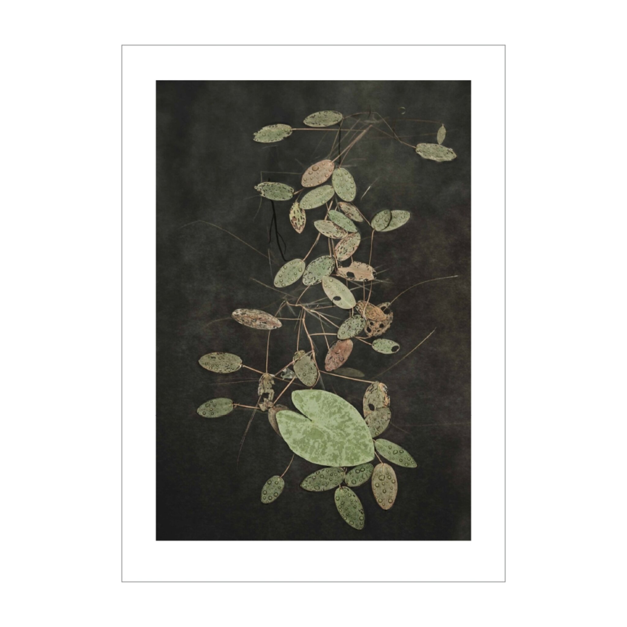 Water Lilies