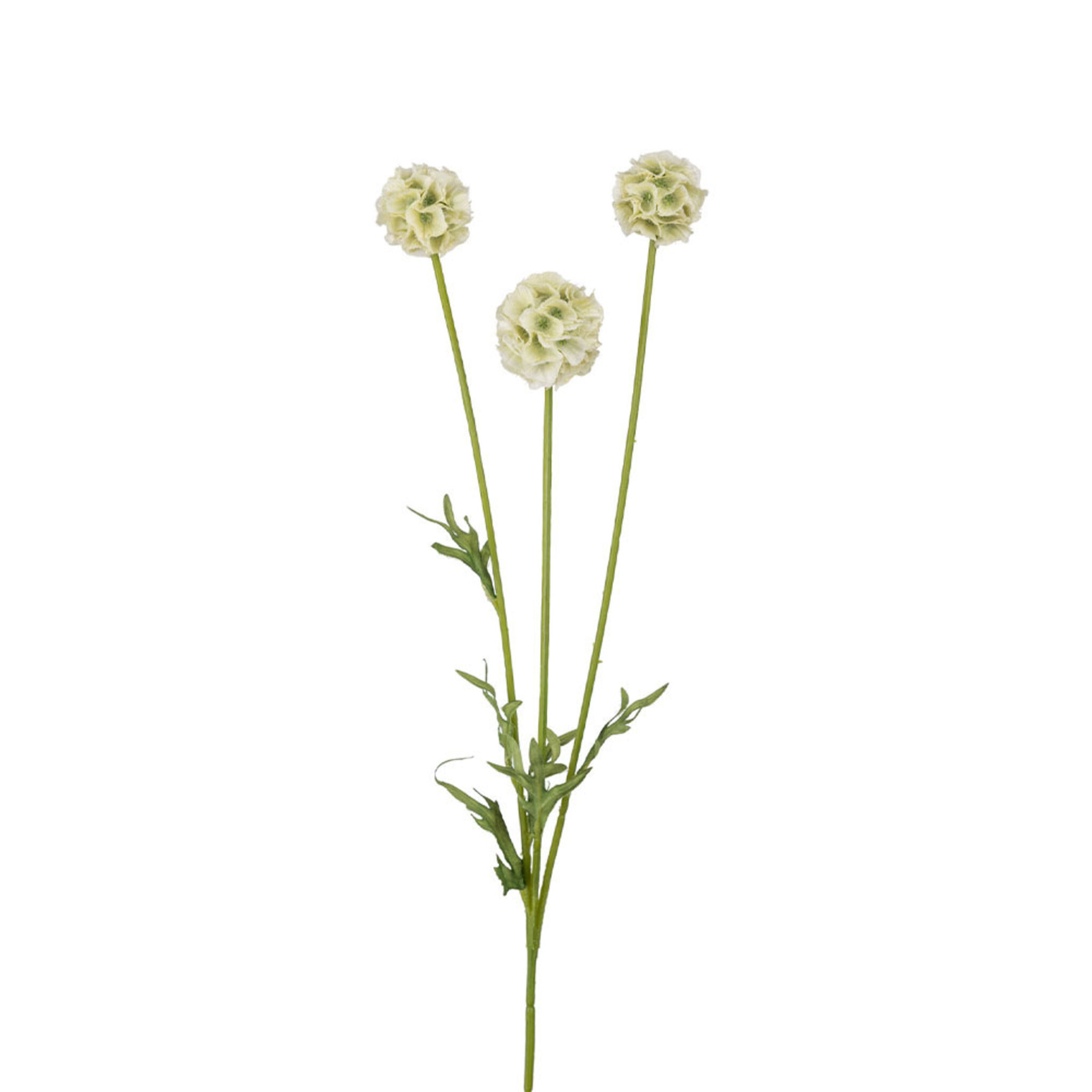 Scabiosa kosntväxt, 60