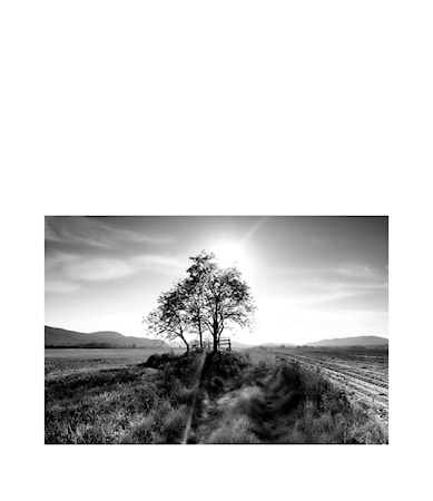 Landscape Tree Väggdekoration