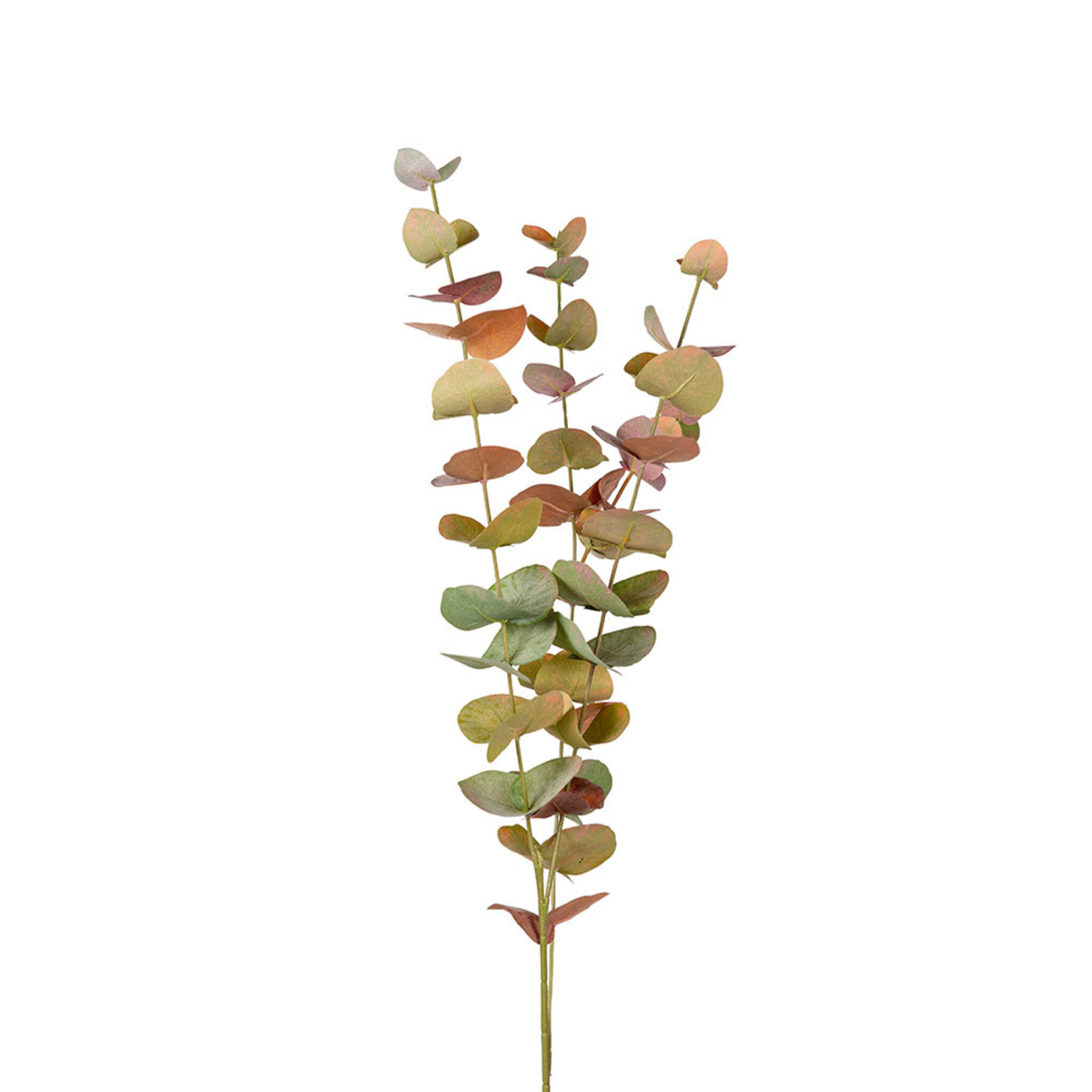 Eucalyptus, 60 CM