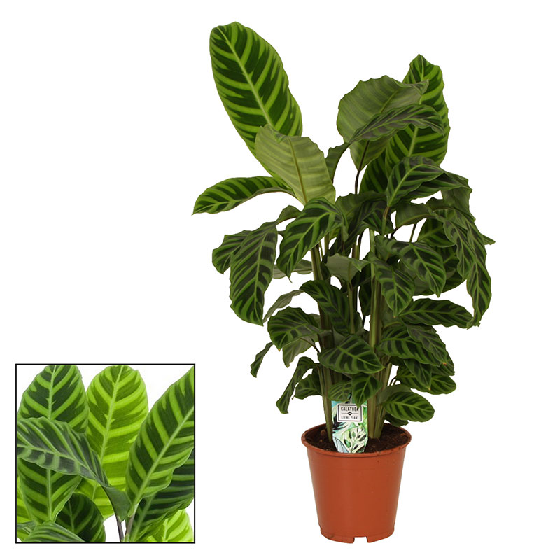 Kalatea 'Zebrina'