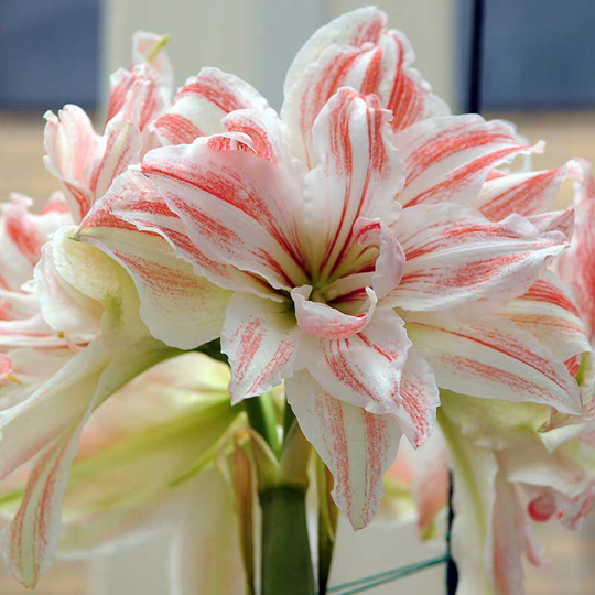 Amaryllis 'Dancing Queen'