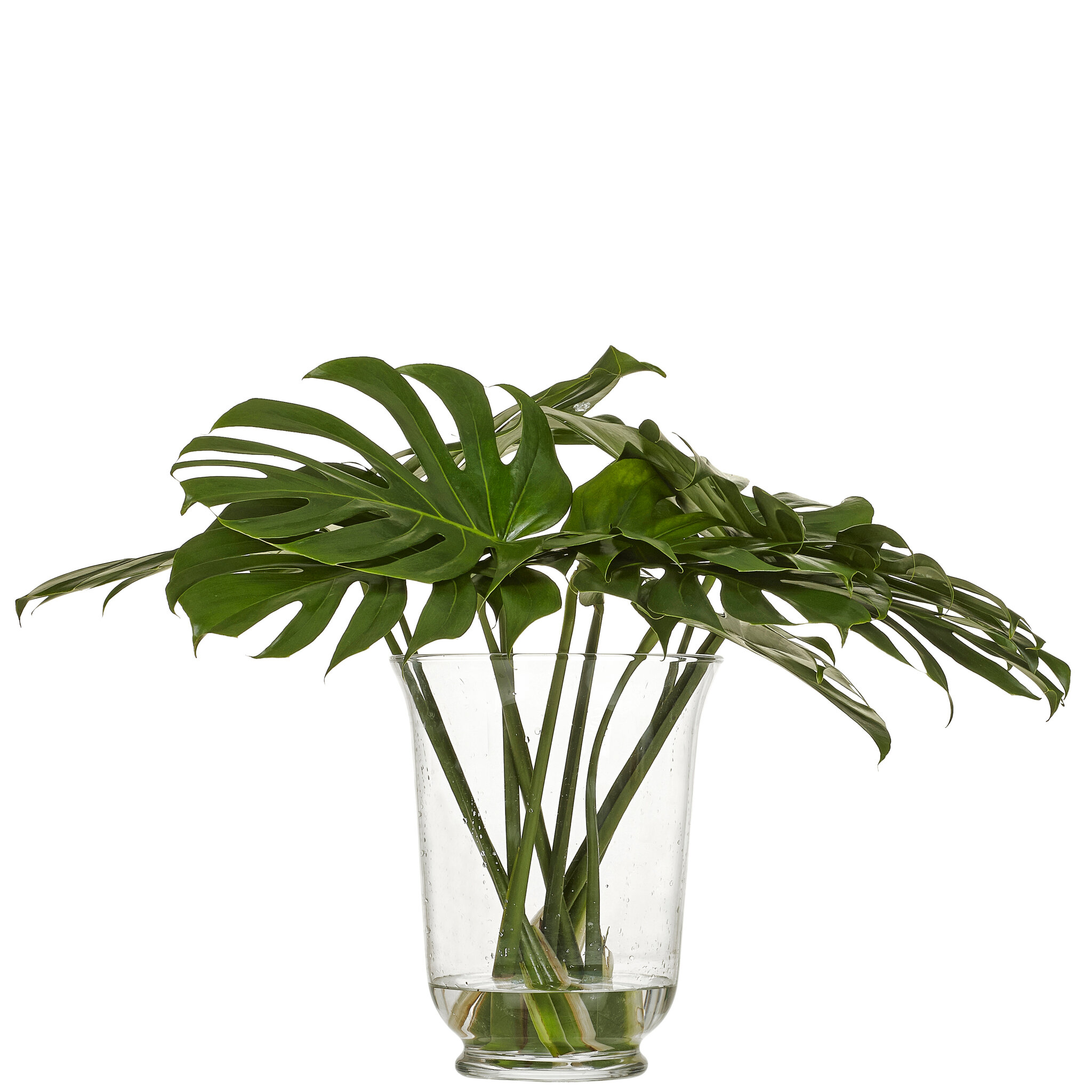 Monstera snitt