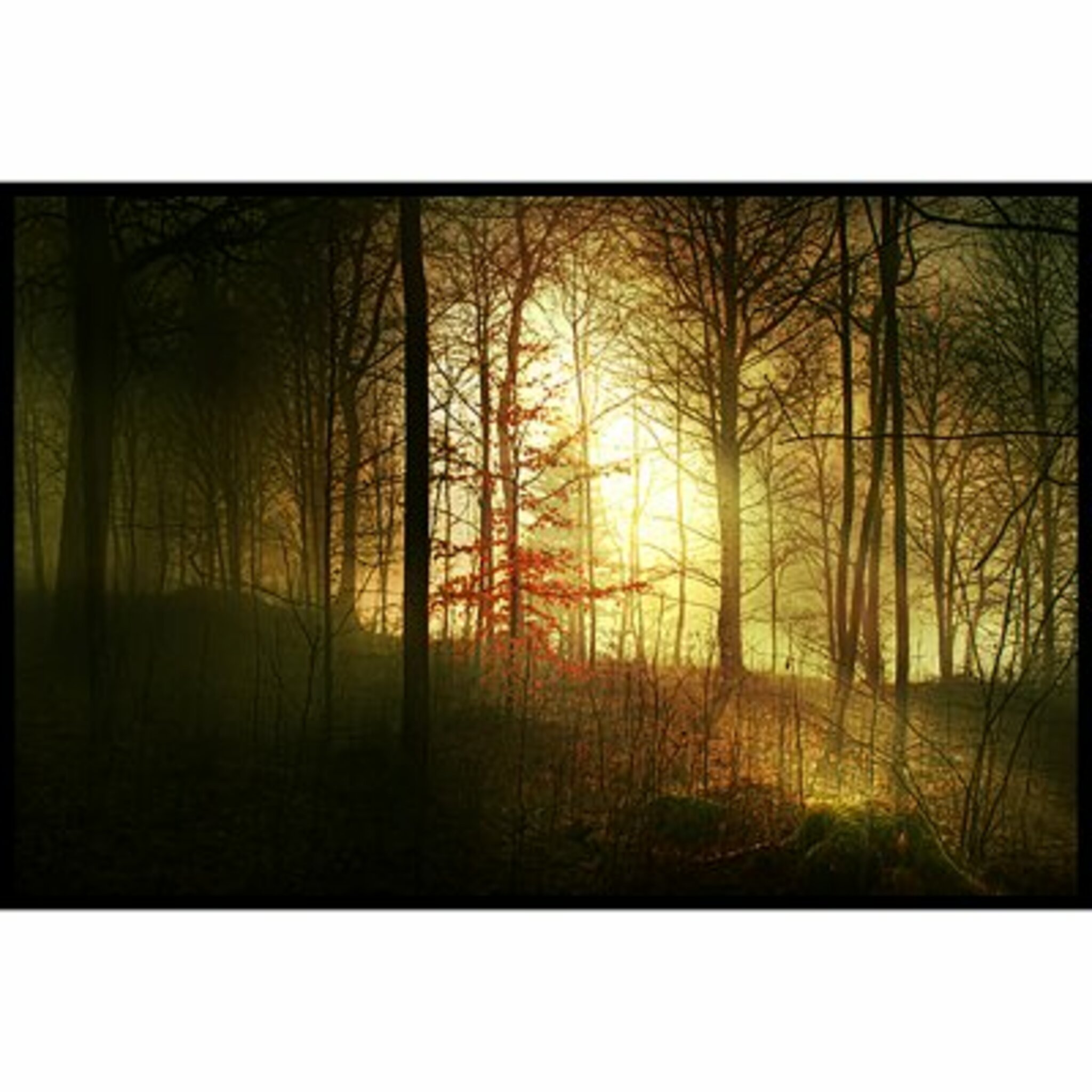 Forest Shine 2 Poster