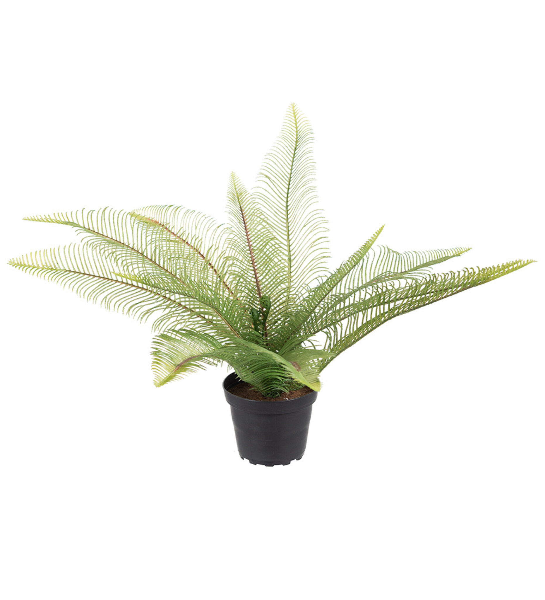 Ormbunke 30 cm, 30