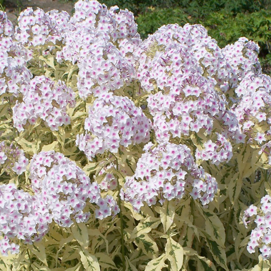 Höstflox 'Norah Leigh'