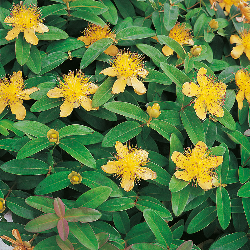 Prakthypericum 10-pack