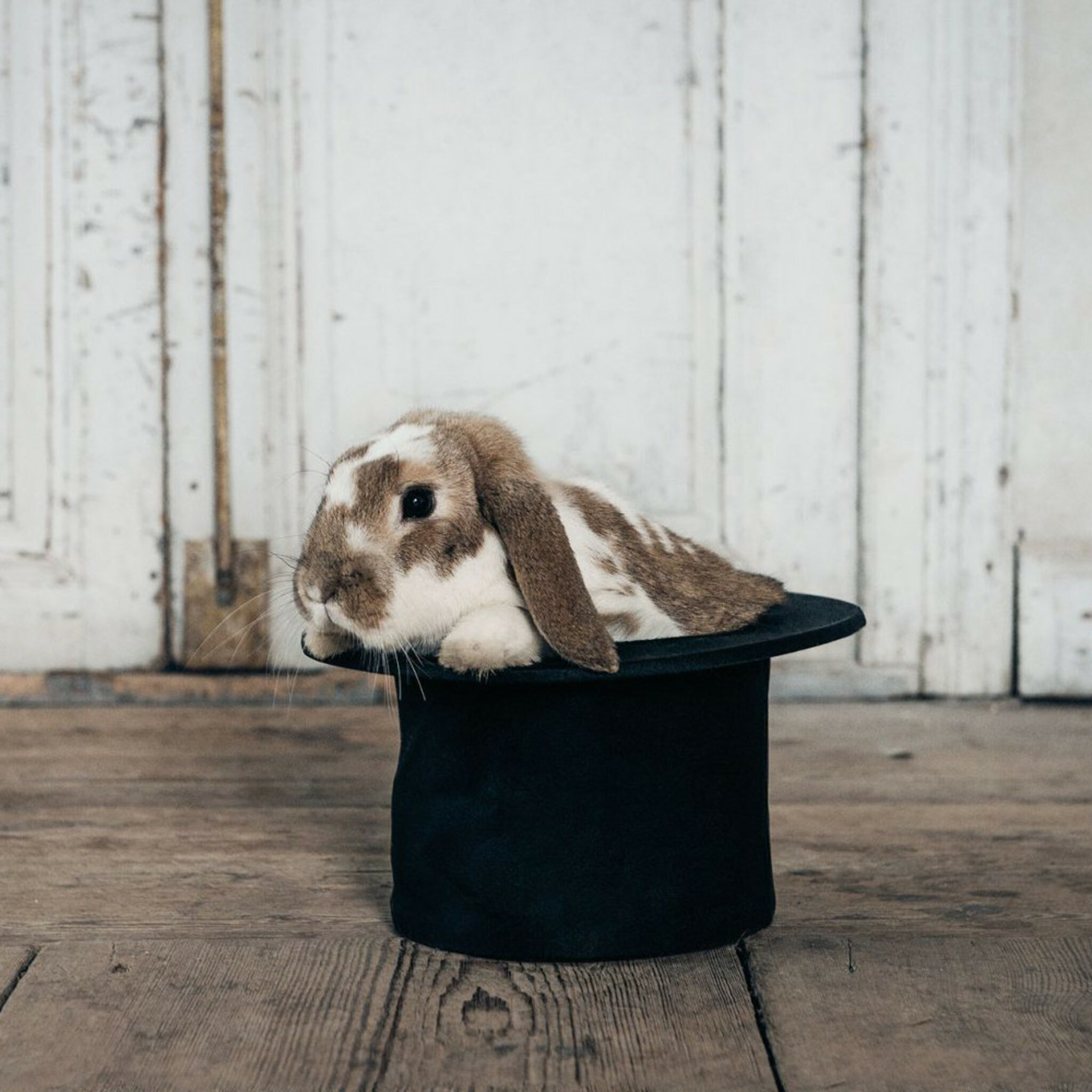 Hocus Pocus Bunny