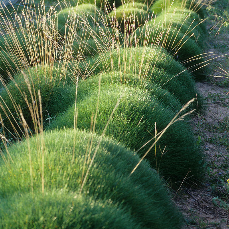 Björnsvingel 'Gautieri' , 2L
