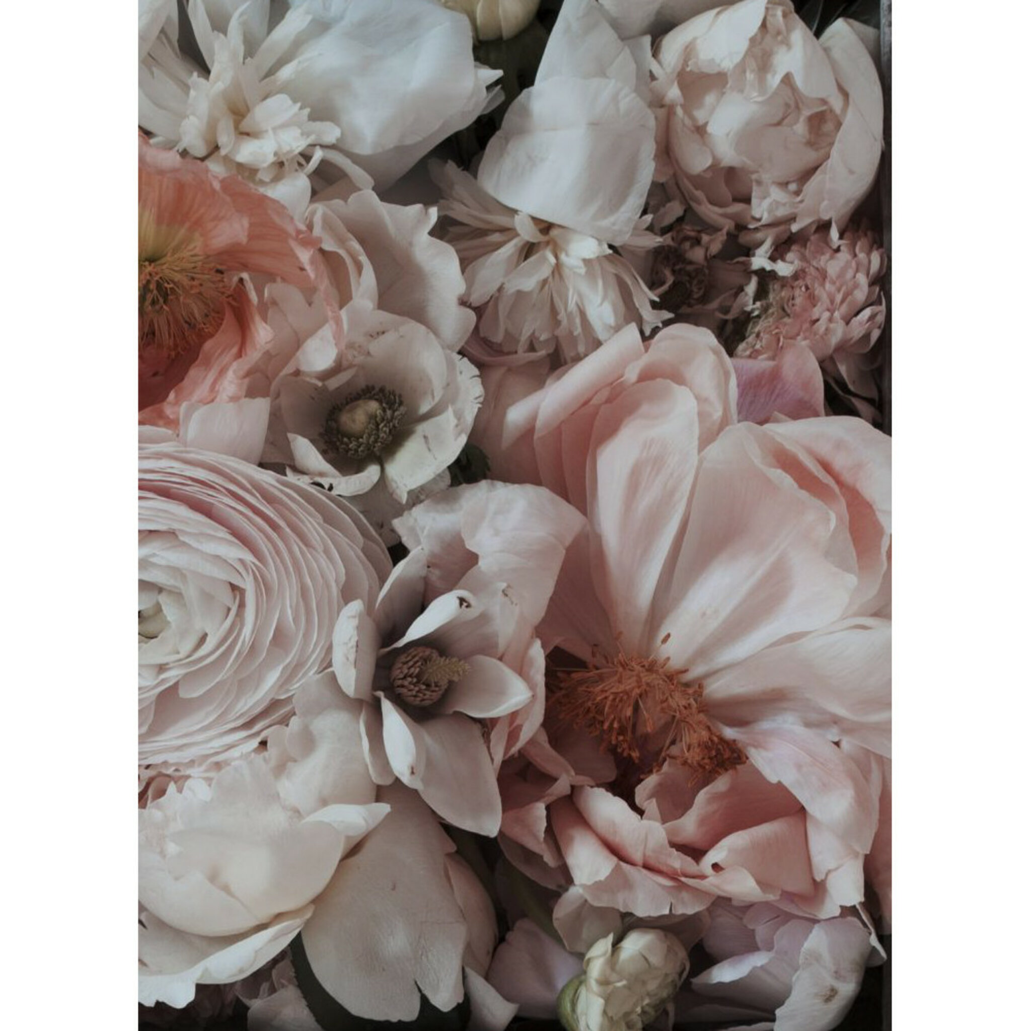 Pink Blossom Poster