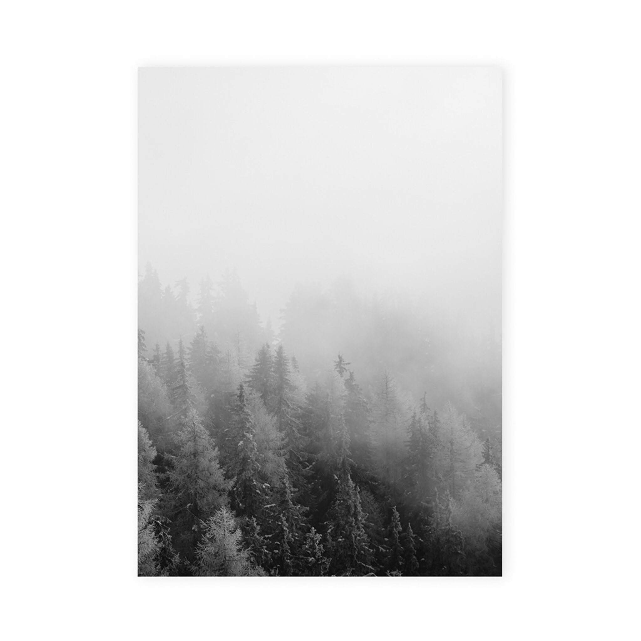 Poster skog, 50x70 cm