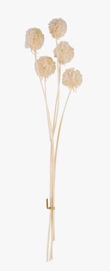 Pristimera torkade blommor vit