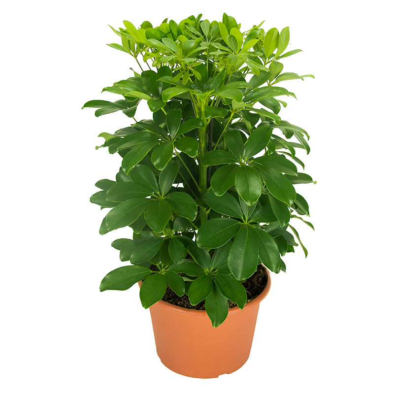 Paraplyaralia 'Nora'