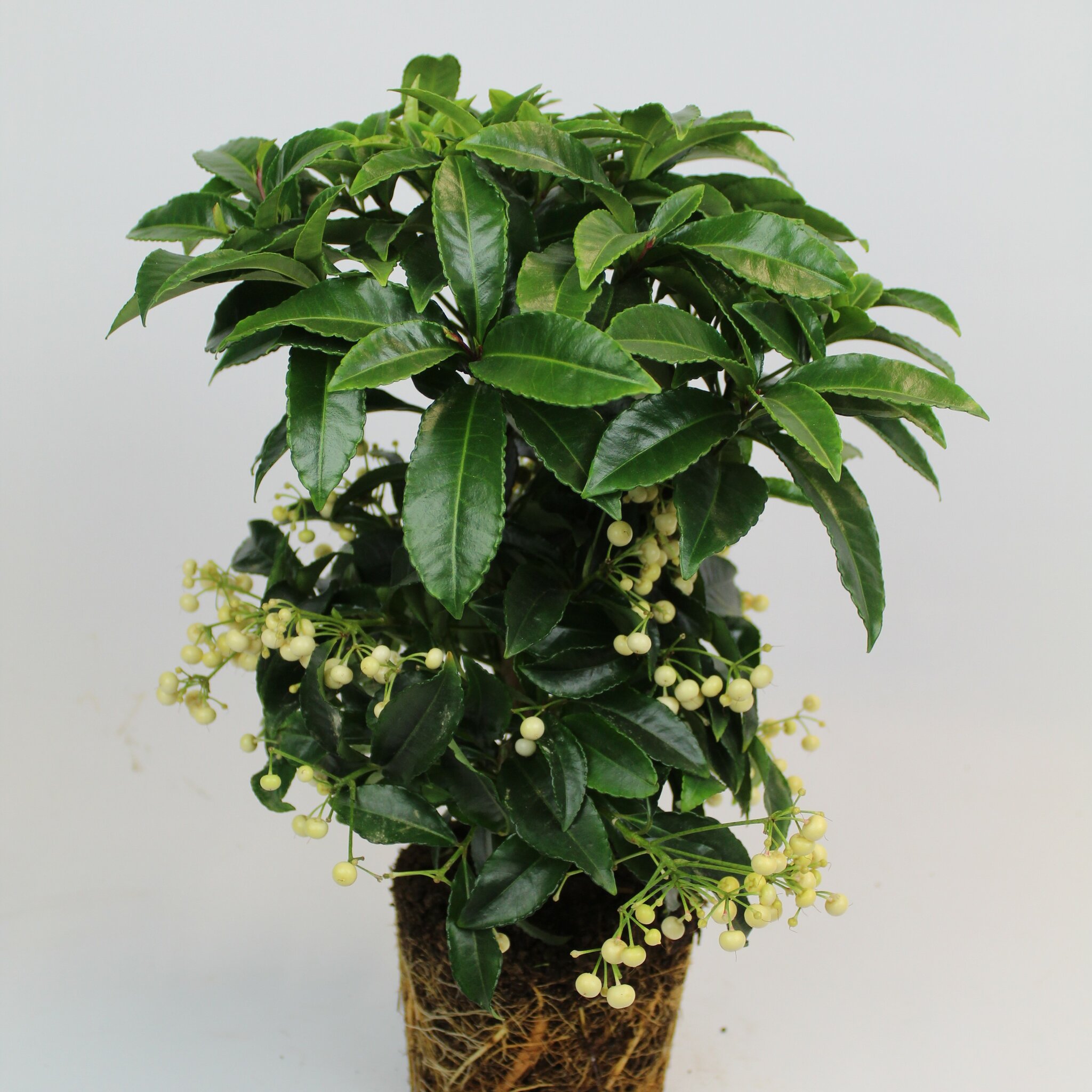 Ardisia