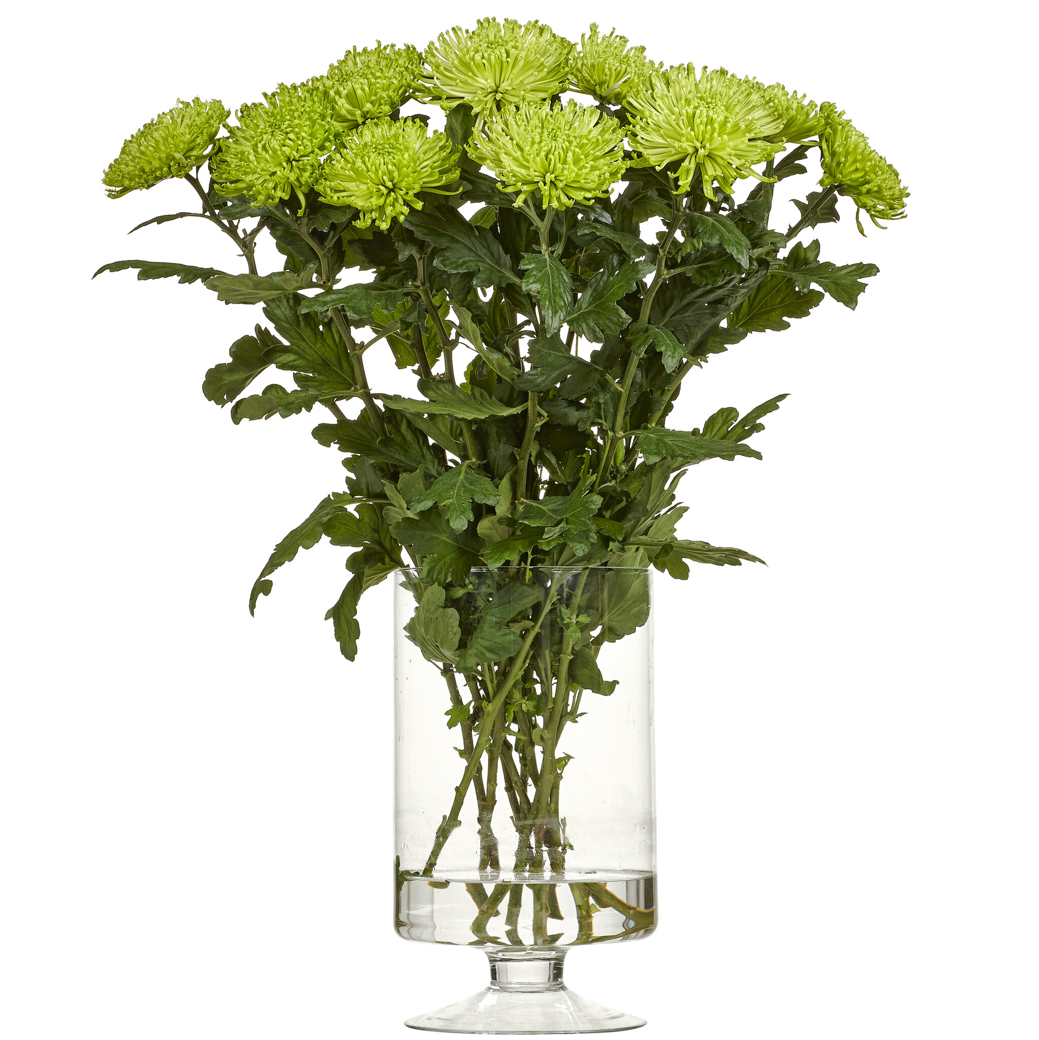 Krysantemum Grön