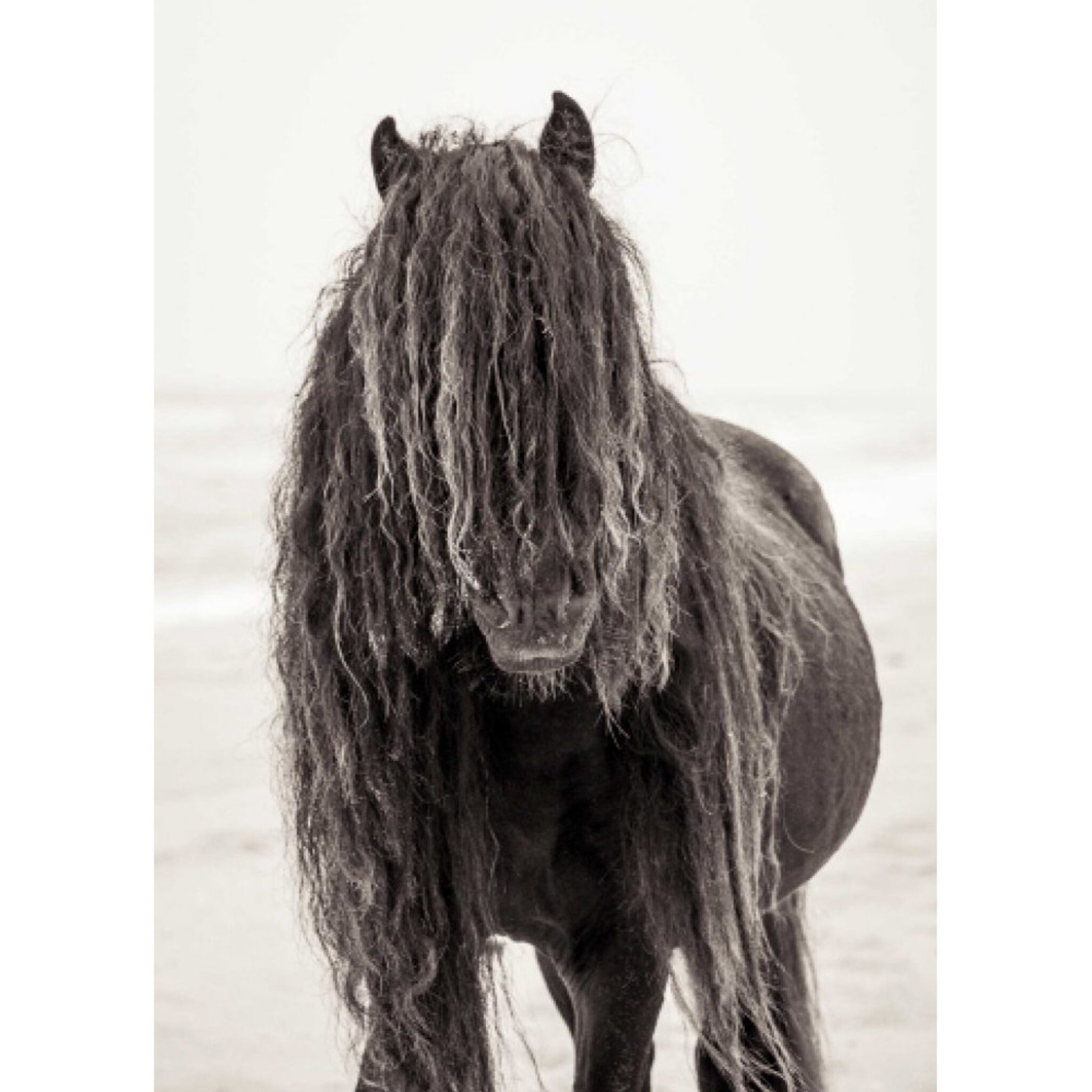 Black wild horse Poster