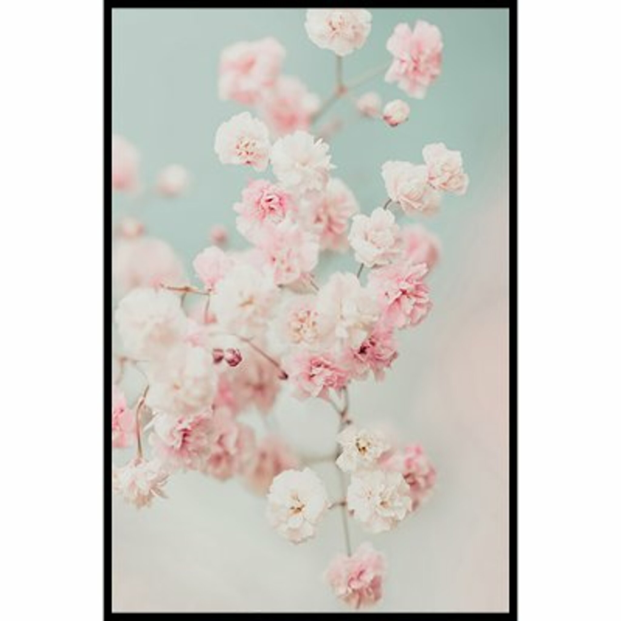 Gypsophila Pink Blush Poster