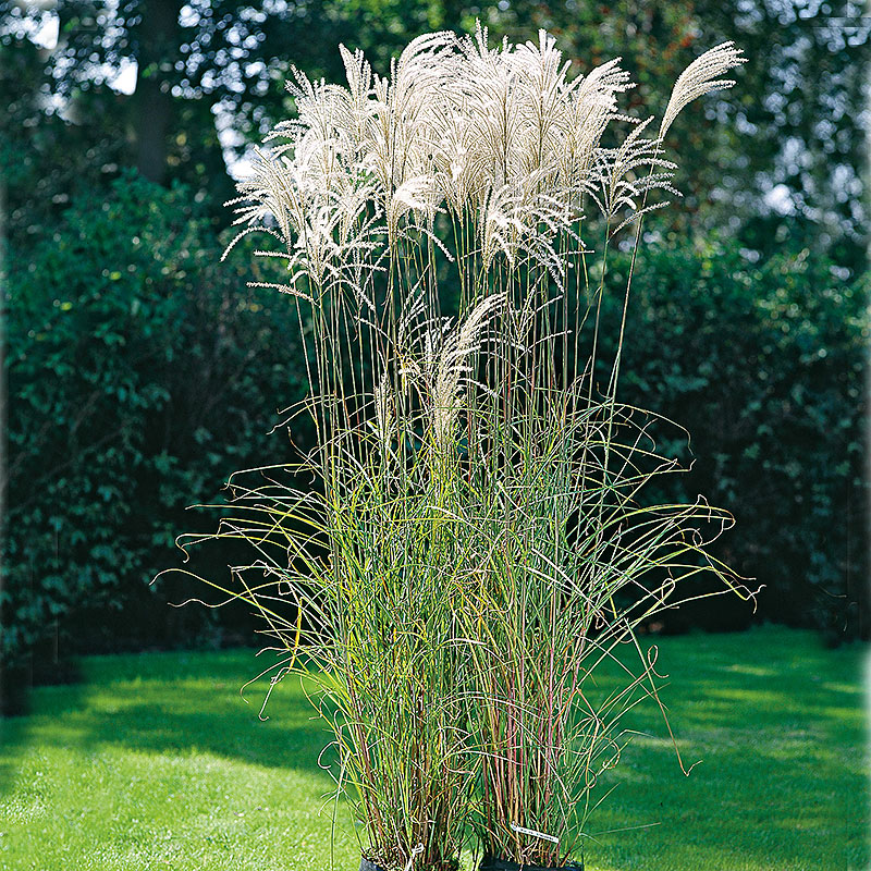 Glansmiskantus 'Silberfeder'