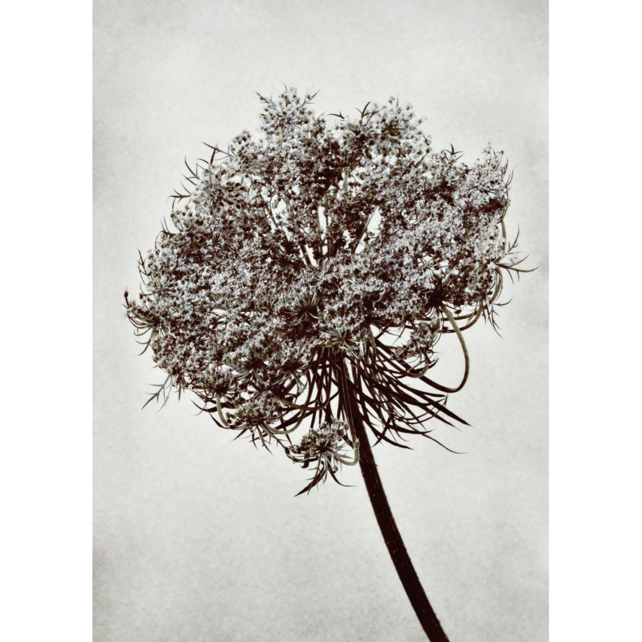 Flower Tree Poster