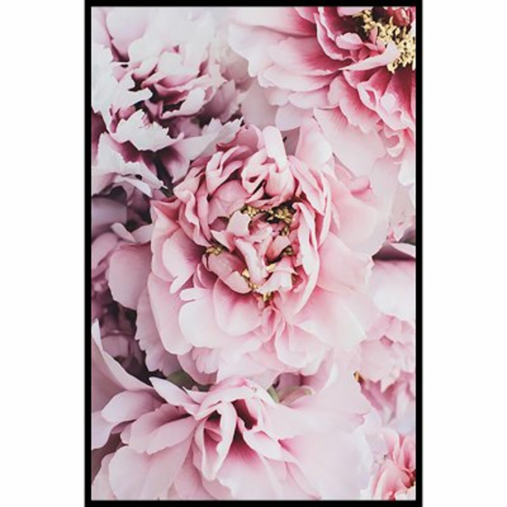 Pink Blush Peonies Poster