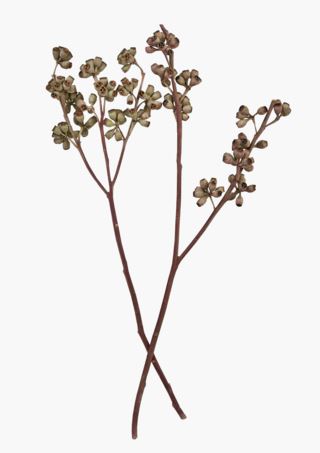 Eucalyptus globulus bukett natur