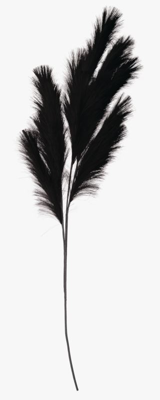Pampas grass blommor svart